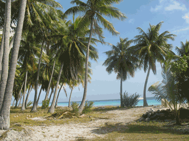 Nature and Wood Element